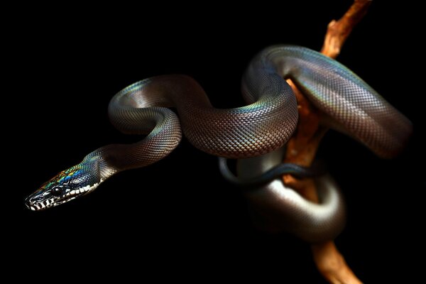 CAMELION de color reptil en una rama