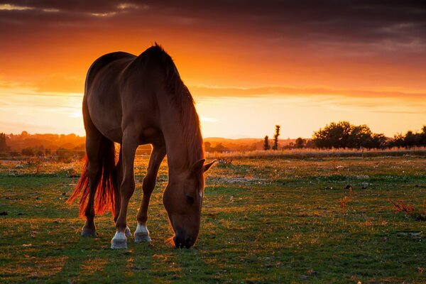 Cheval se nourrissant sur fond de coucher de soleil lumineux