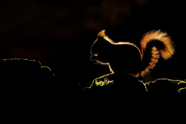 Silhouette eines Eichhörnchens mit einem flauschigen Schwanz, der auf einem Ast auf einem dunklen Nachthintergrund sitzt