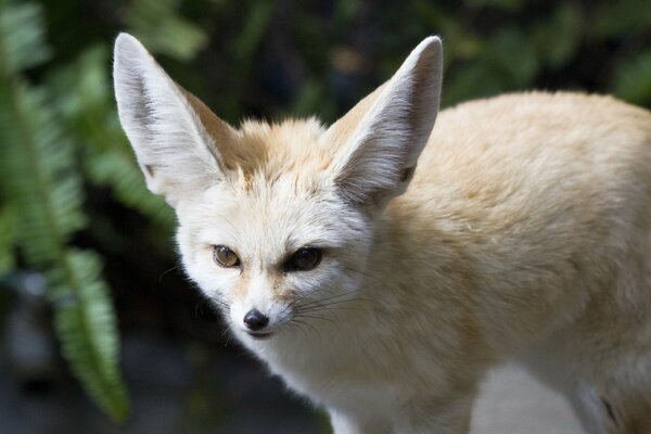 Méchant renard avec de grandes oreilles
