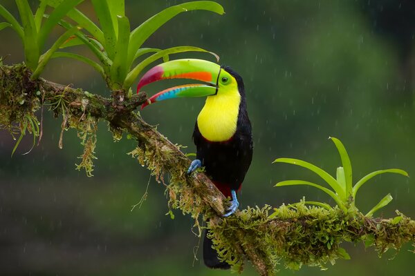 Tucano arcobaleno su un ramo durante la pioggia