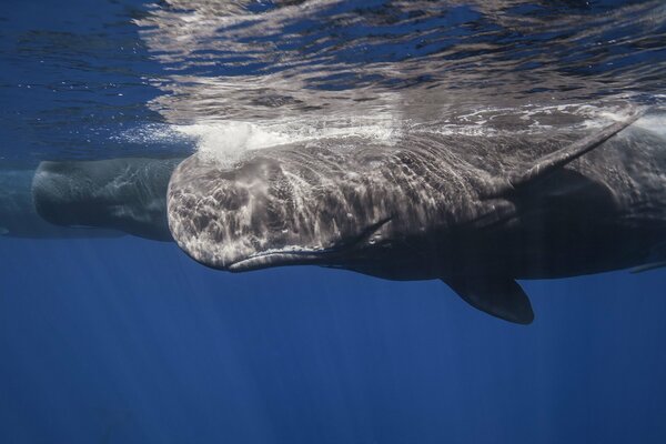 Photo of a sperm whale swimming underwater