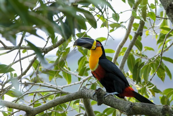 Toucan bird on a tree photo