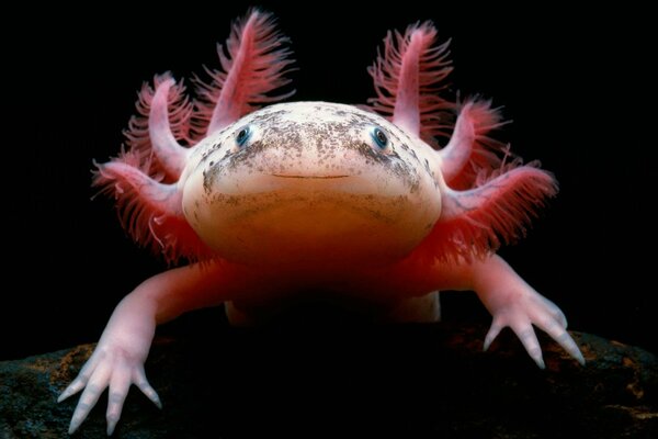 Salamandre mexicaine rougeâtre