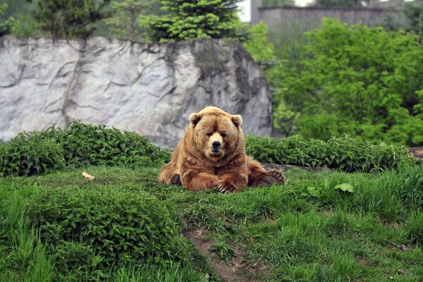 Un oso Pardo descansa en un claro