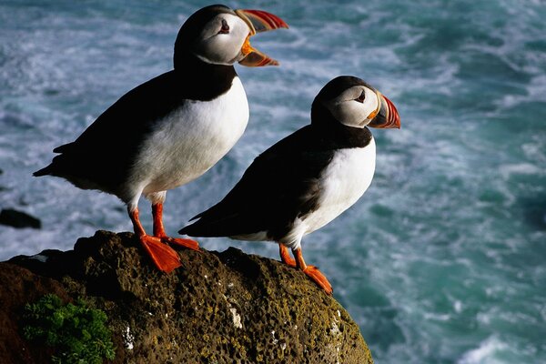 Belles impasses sur les rochers au bord de la mer