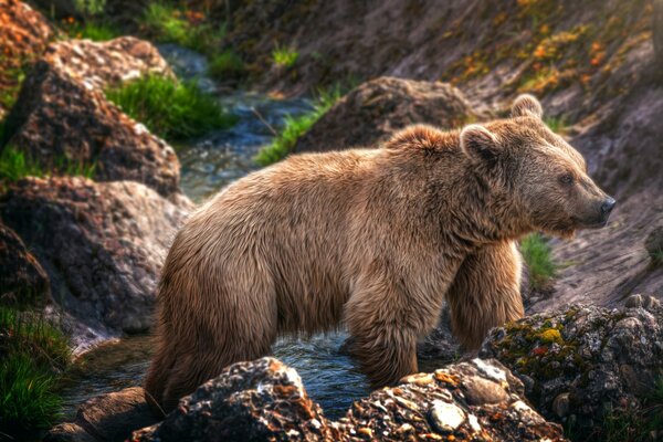 Oso de pie zambo en un arroyo tormentoso