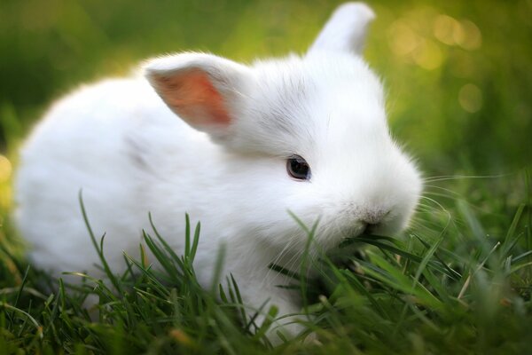 Lapin blanc mange de l herbe photo