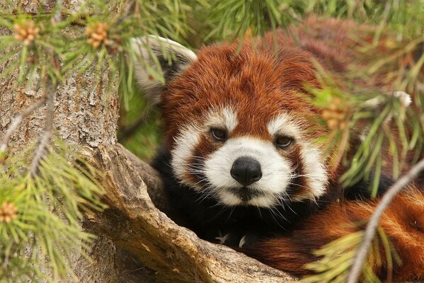 A red panda is sitting by a tree