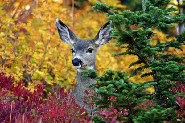 Cerf furtivement derrière l épinette dans la forêt d automne