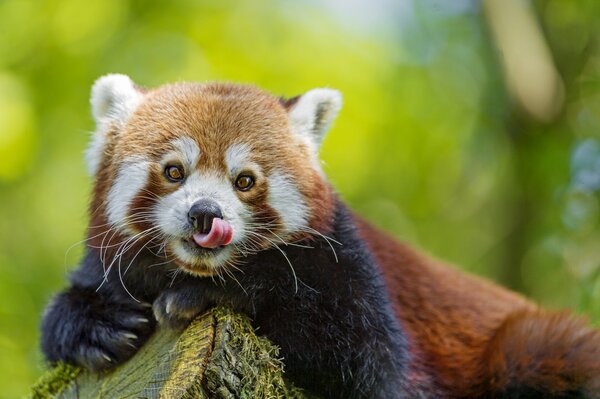 Red beautiful panda is sitting licking her lips