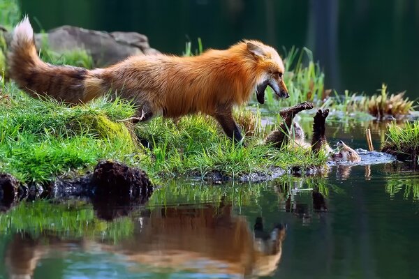 Fuchs Wasser grün rot