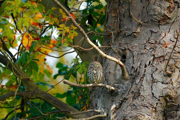 The owl does not take her eyes off