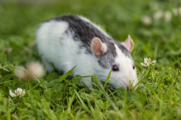 Ratto in erba trifoglio. Bellezza