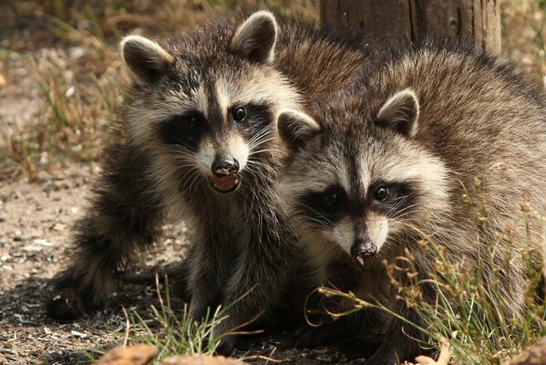 Deux amis de Raton laveur