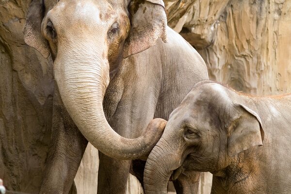 Преданный, радостный слонёнок с мамой