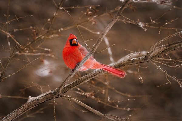 Der rote Kardinal Vogel sitzt auf einem Ast