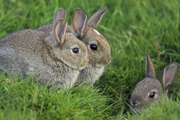 Famille de lapins dans l herbe