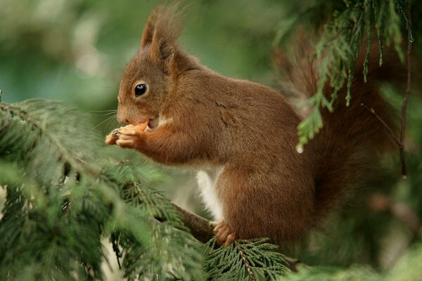 Écureuil roux mange sur un arbre de Noël