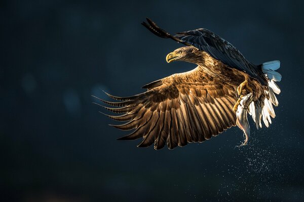 Bird Eagle beak feathers