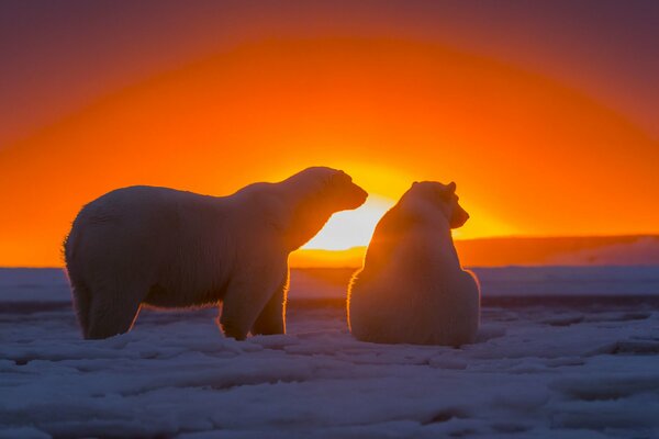Couple d ours polaires regardant le coucher du soleil
