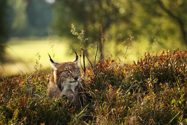 Caza de lince en el bosque de otoño