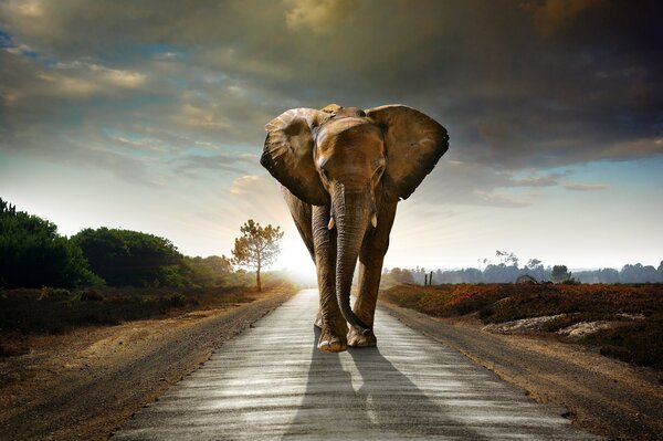 Elefant Straße Baum Himmel