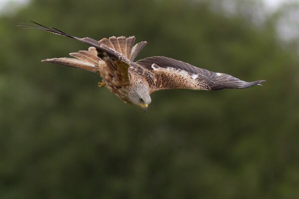 Rinder im Flug auf der Jagd