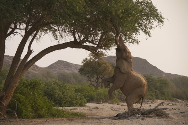 A perky baby elephant eats from a tree