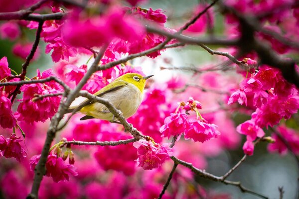 In primavera, quando Sakura fiorisce, gli uccelli si riuniscono su di esso