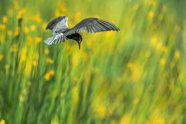 A bird with outstretched wings in flight over a meadow