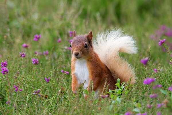 Redhead Squirrel gioca in campo