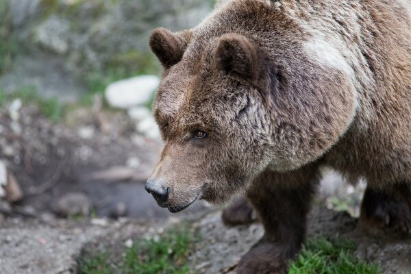 Maulkorb-Braunbär nach dem Winterschlaf