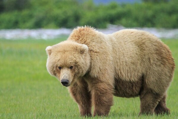 Oso peludo entró en el campo verde