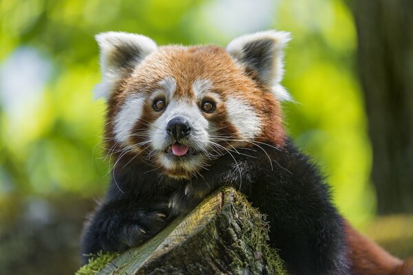 Desktop wallpaper with red panda