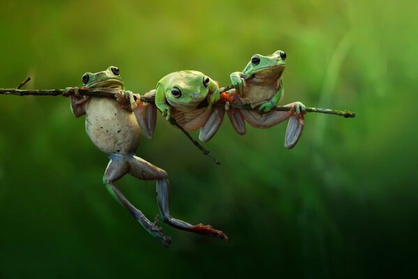 Dans la nature macro grenouille sur les branches