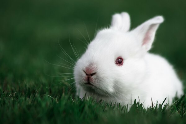 Biały królik siedzący w zielonej trawie na łąkach