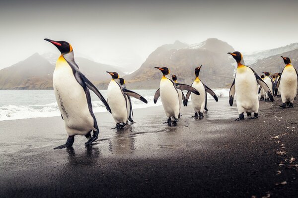 South Georgia royal penguins walk on the beach