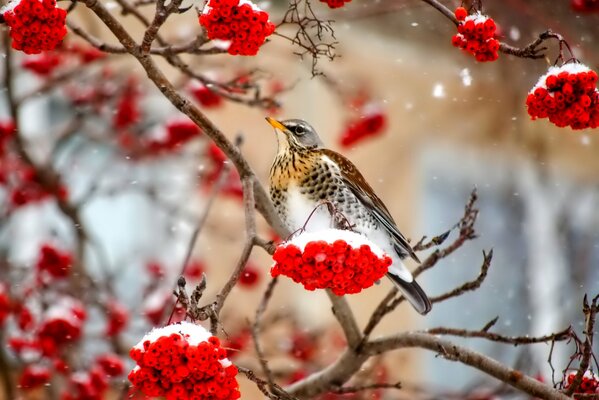 Sorbo innevato e uccello orgoglioso