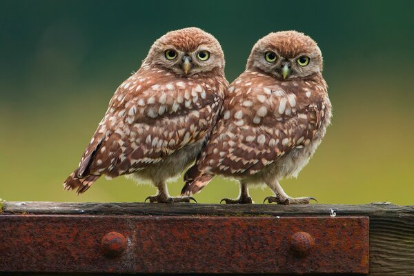 Two little owls on the fence