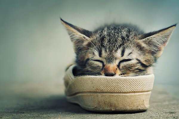 Gatito durmiendo en una zapatilla de deporte caliente