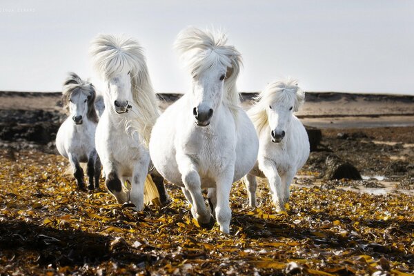 A herd of white horses in the field