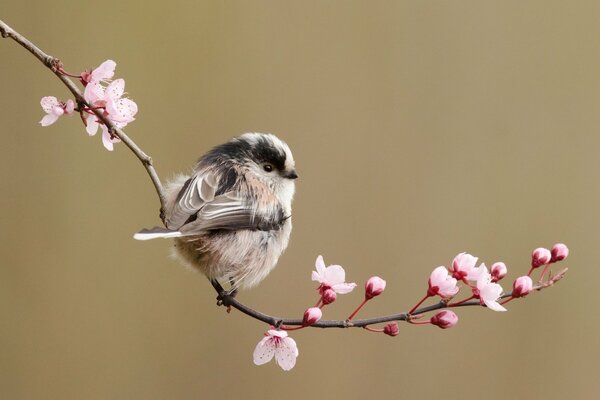 Ptaszek wiosna różowy gałązka