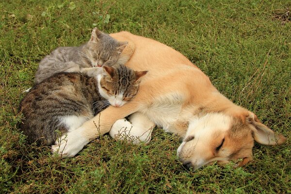 Les deux phoques sont mignons blottis contre le chien et dorment avec elle