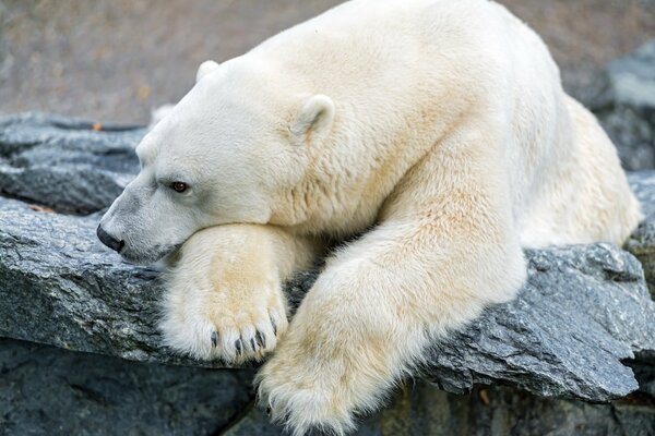 Der Eisbär und seine Sehnsucht sind grün