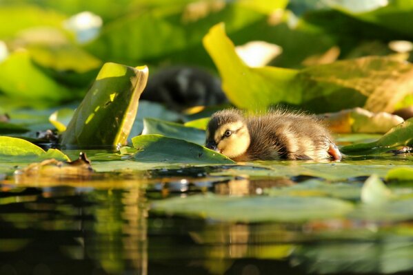 A little duckling in leaves on the water