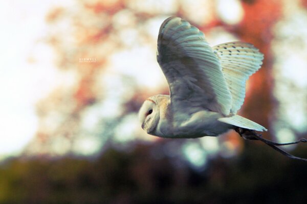 Flying white owl with big wings