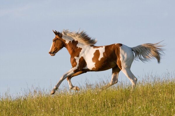 Cheval roux sur la Prairie de la baie