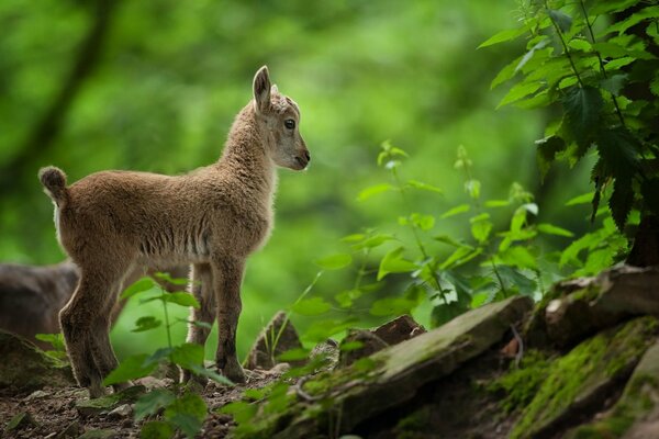 A little goat walks through a green forest