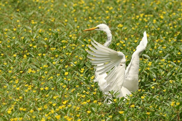 The heron spread its wings beautifully among the flowers